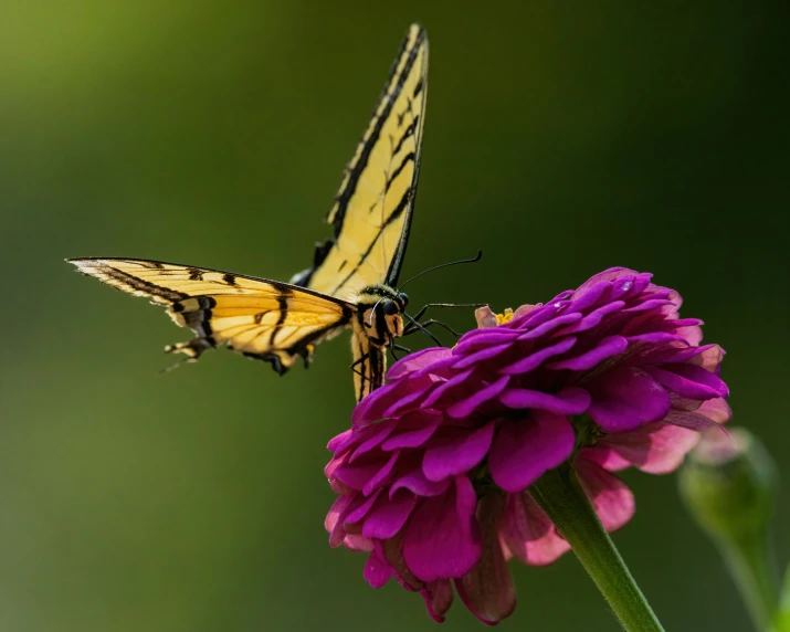 a large yellow erfly sitting on top of a purple flower