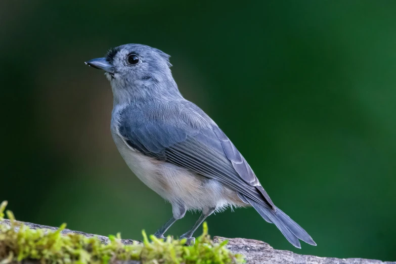 a blue and white bird standing on a rock