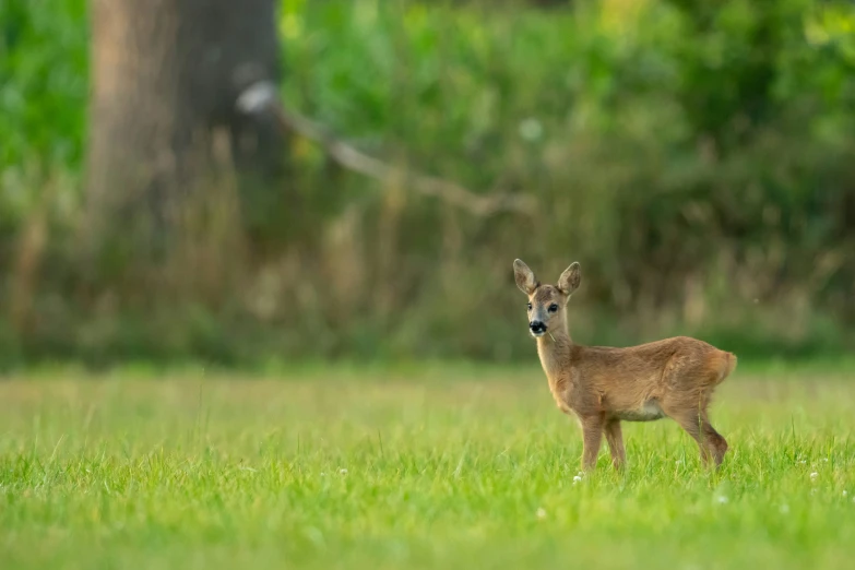 a young deer standing in the grass with trees in the background