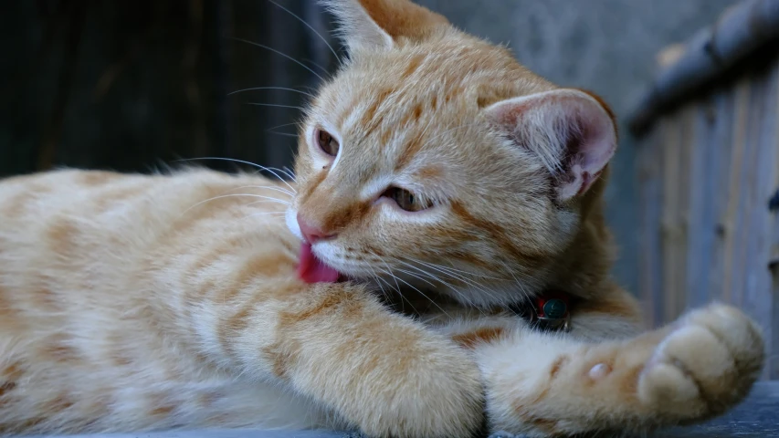 a orange tabby cat with his tongue out