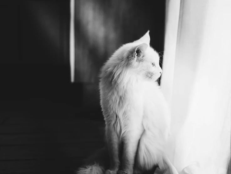 a white fluffy cat sitting by a window