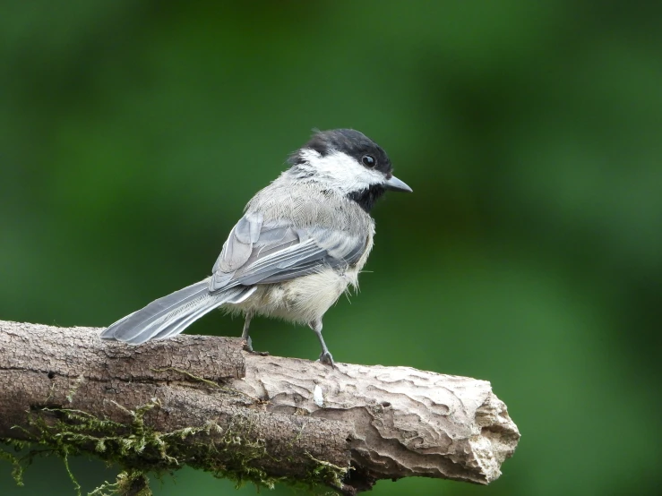 a small bird is sitting on a nch