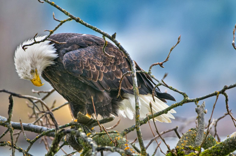 an adult bald eagle perched in the nches of a tree