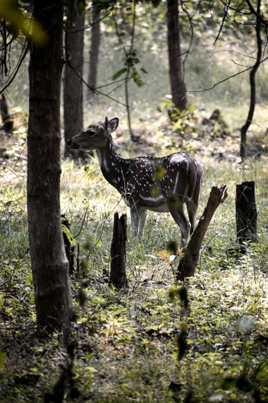 a deer is standing among the trees on a grass field