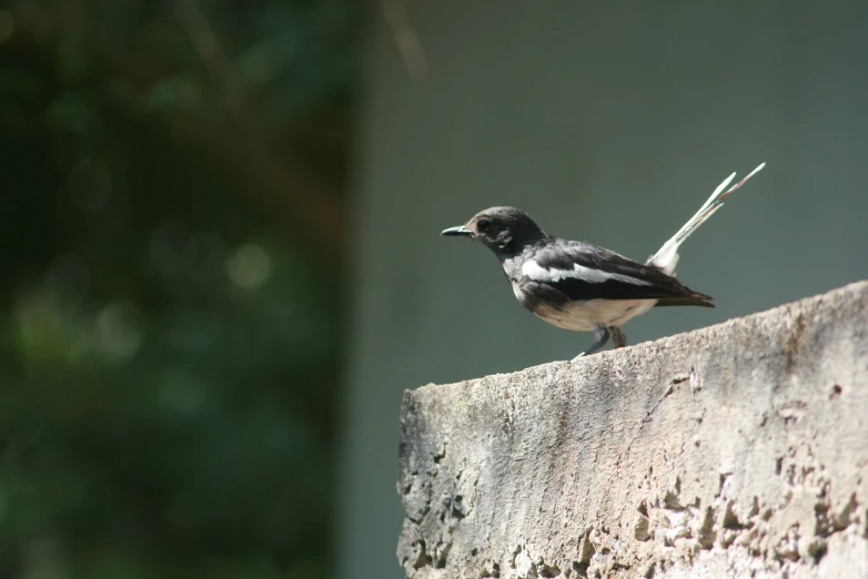 a small bird perched on the top of a piece of wood