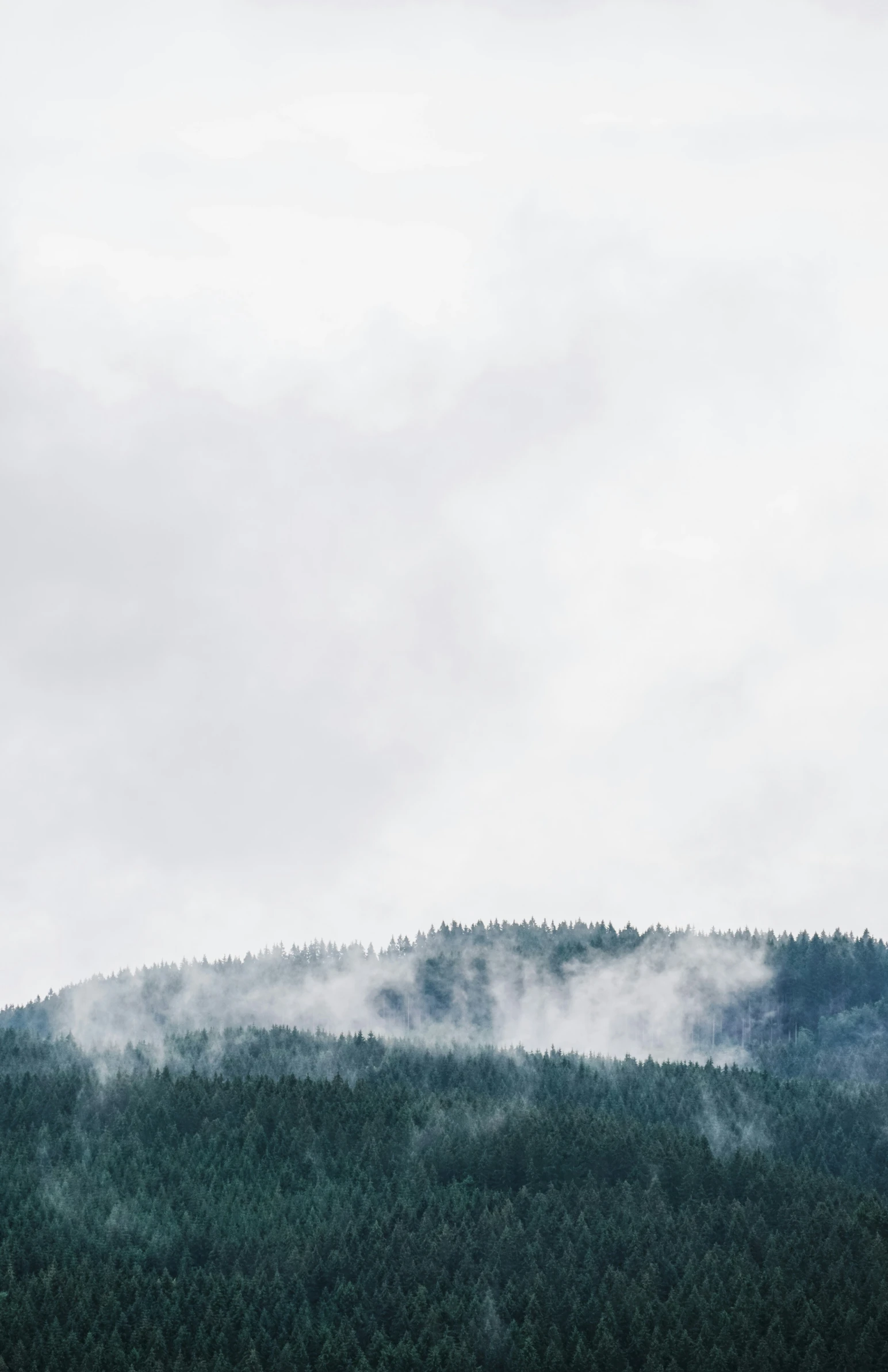 a mountain covered in fog, with a large group of trees