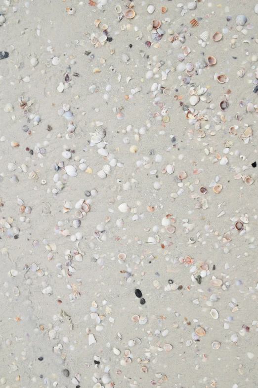 a sandy surface with small shells on it