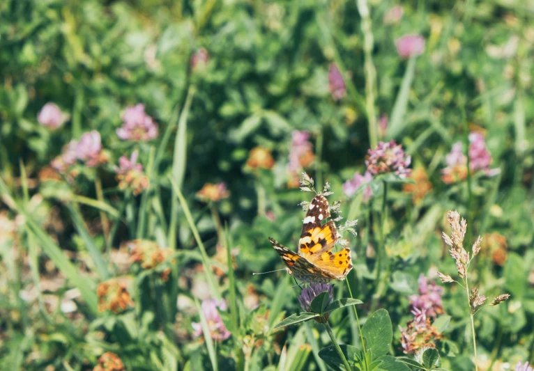 a colorful erfly in a field full of purple and yellow flowers