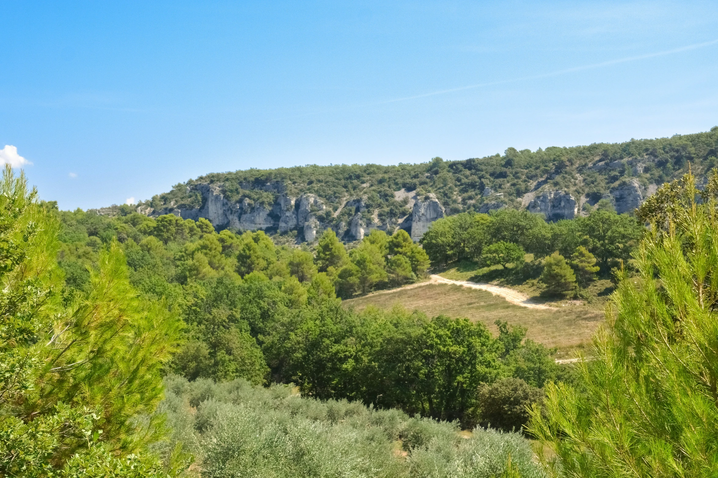 a mountain covered with trees is seen from a distance