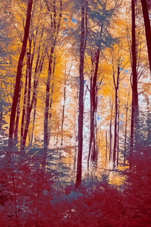 an image of a painting of trees in the fall