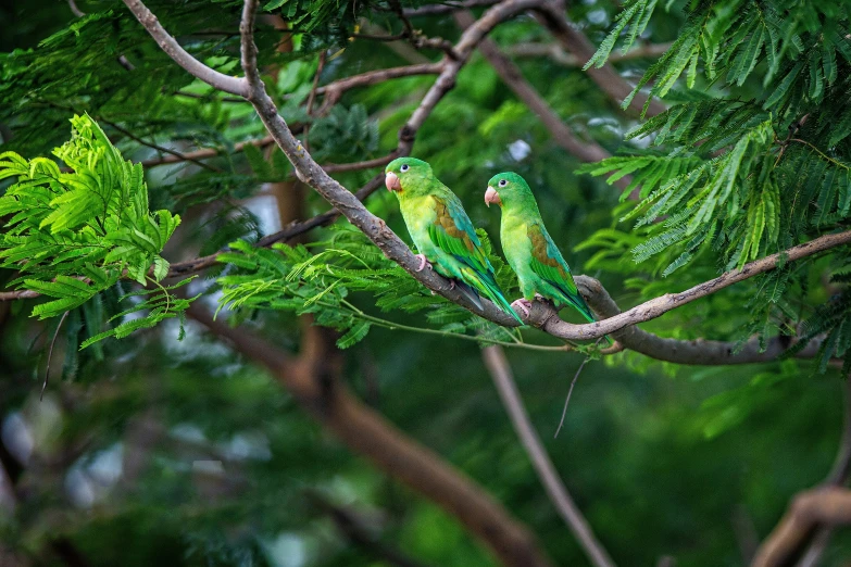 two green birds are perched on a tree nch