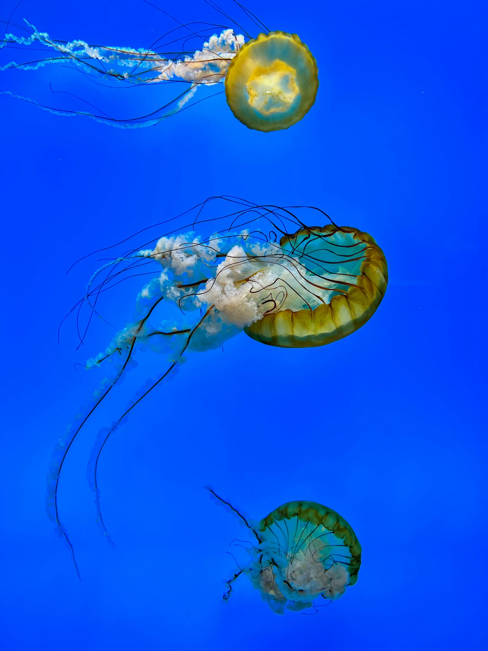 two jelly fish with bright blue tails swimming in the ocean