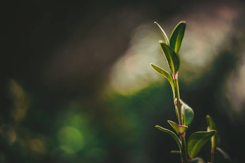 a very small plant with some leaves growing