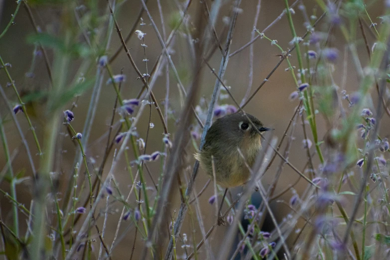 a bird perched on a fence in a field