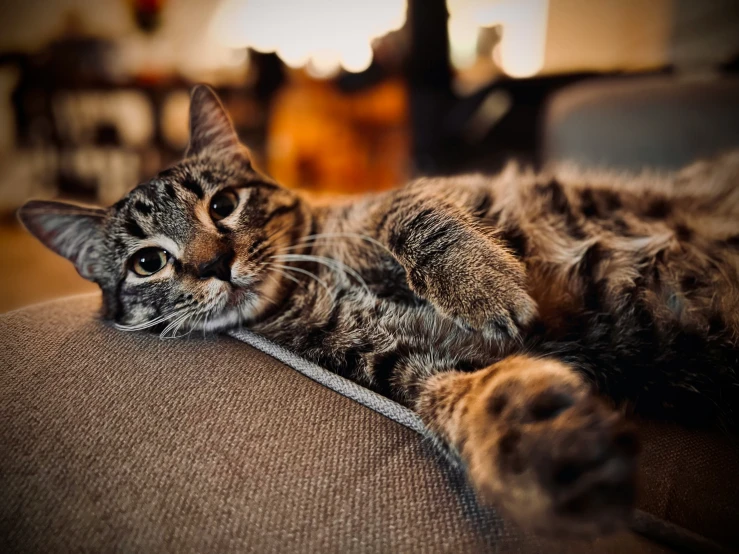 a cat laying on the back of a couch