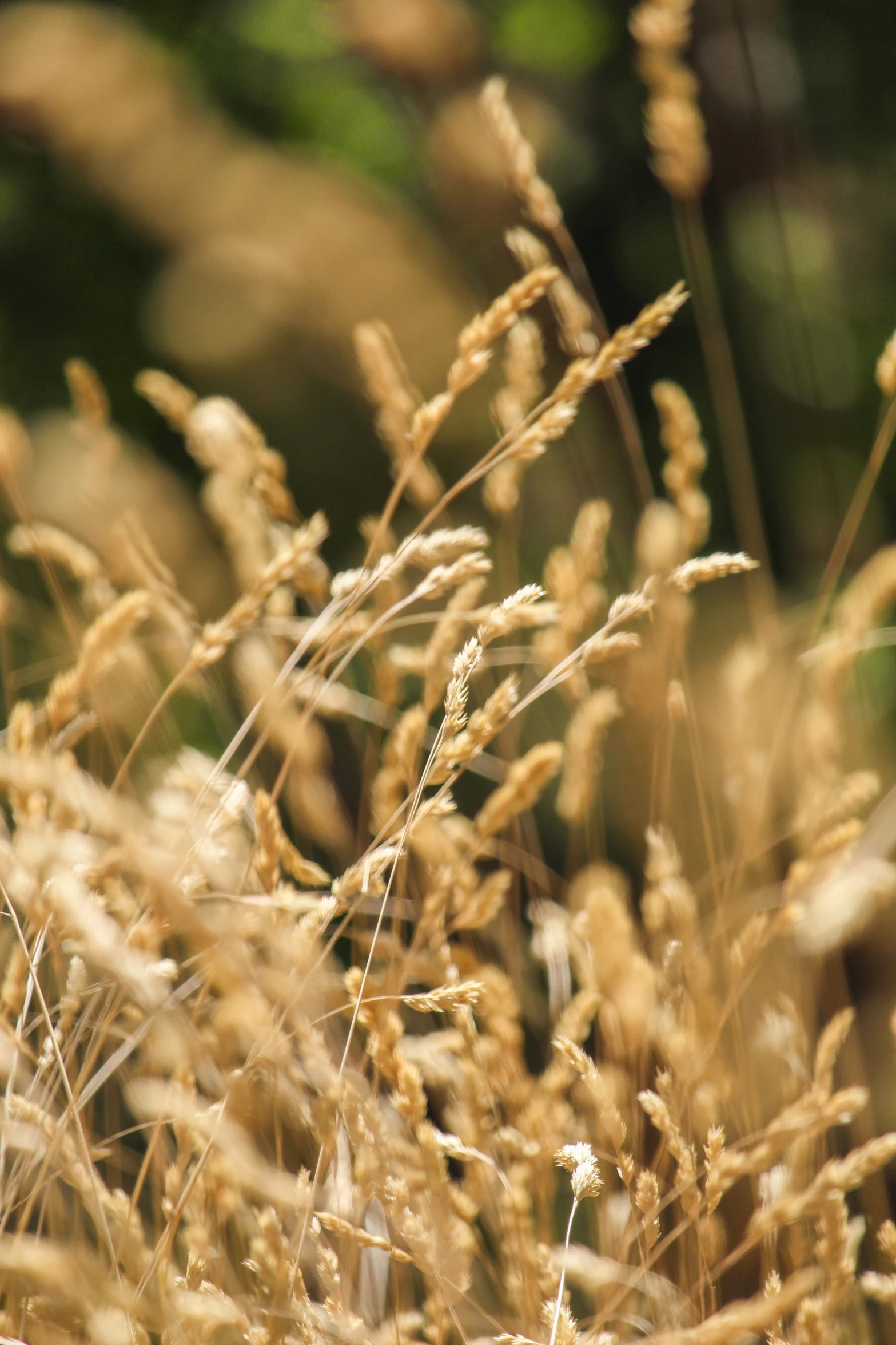 grass is blowing in the wind, closeup