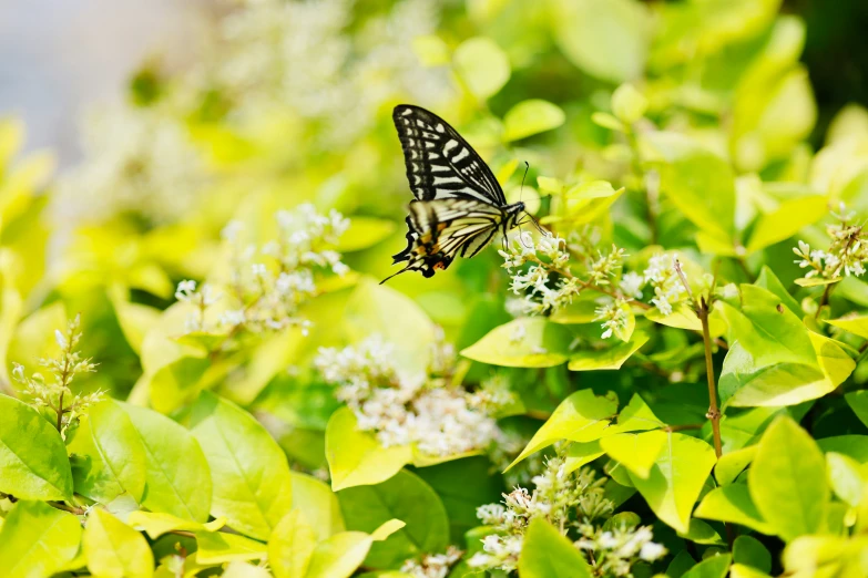 a erfly flying away from the camera over some small bushes