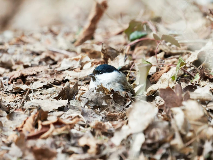 a small bird is sitting in a pile of leaves