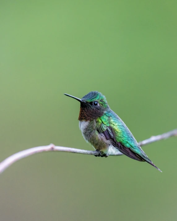 small hummingbird perched on a thin nch