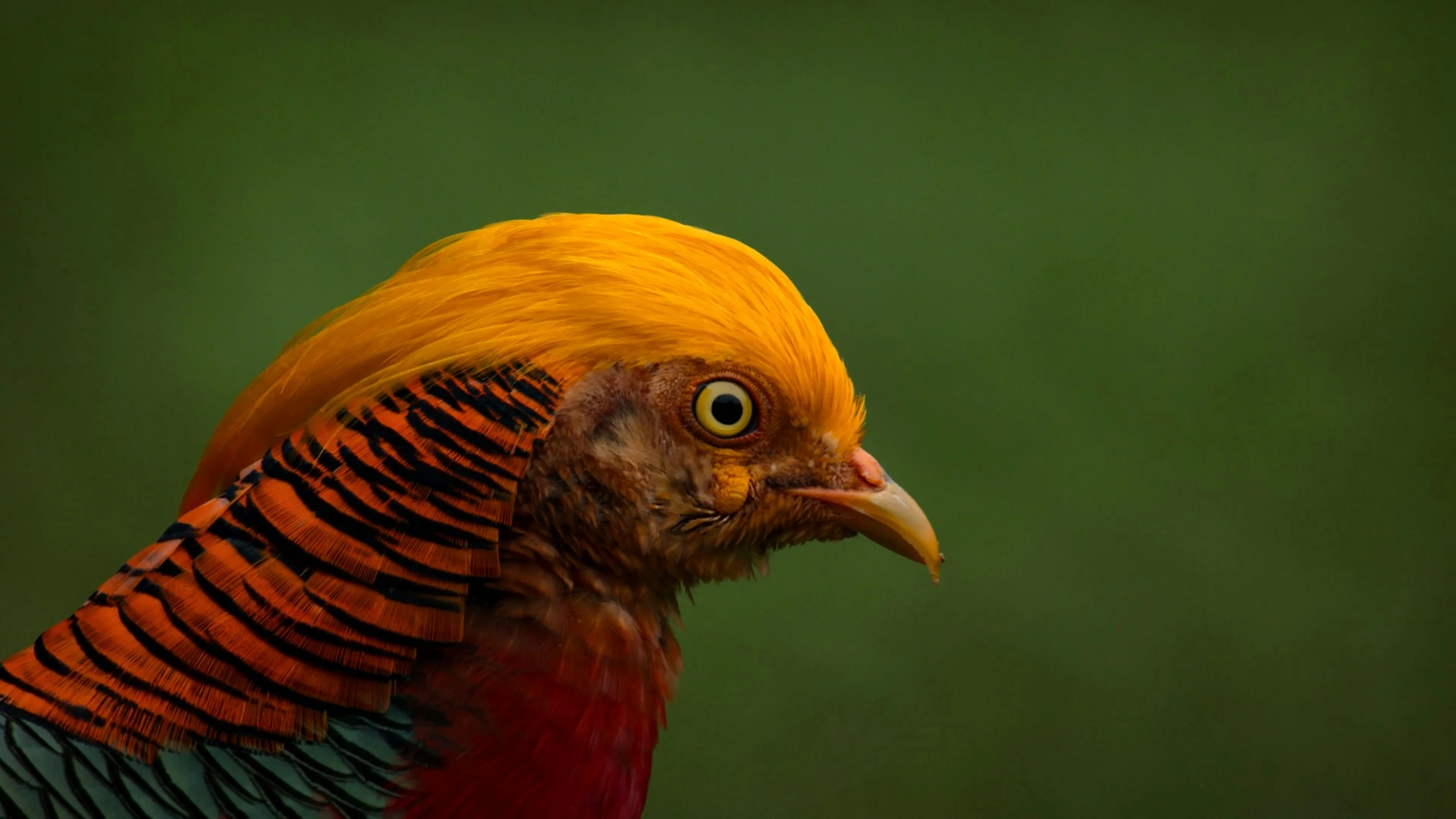 a rooster with orange and black feathers standing in front of a green background