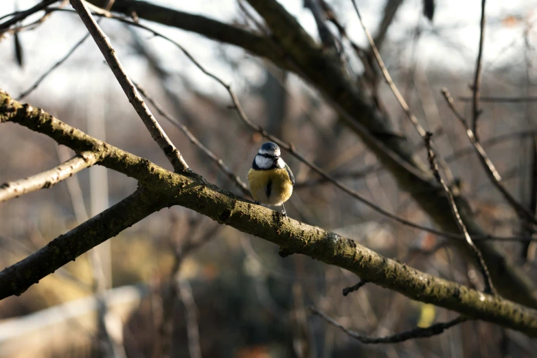 a small bird sitting on a nch with no leaves