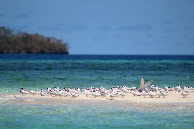 there are many birds that are standing in the water