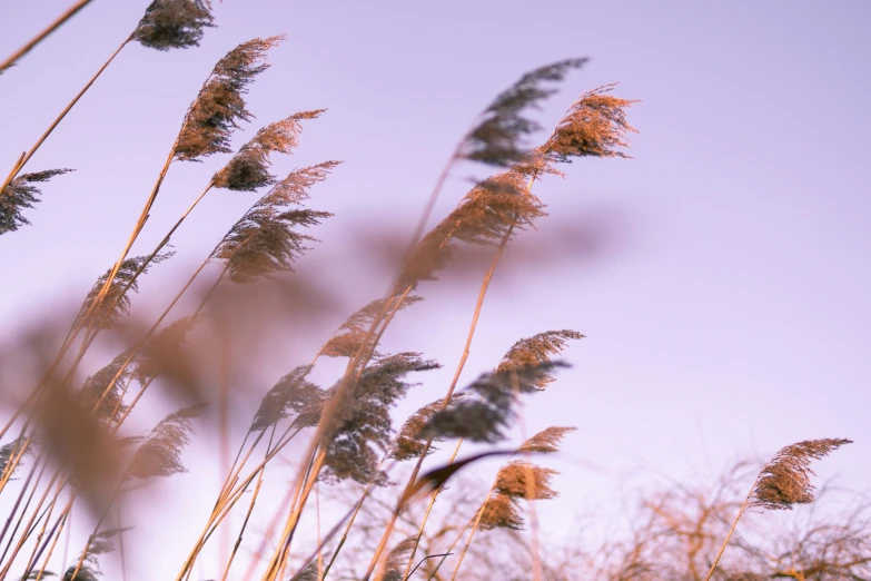 dry grass with the sky in the background