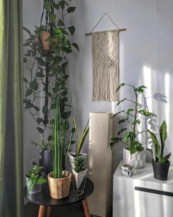 some plants are on top of a table and in front of a window