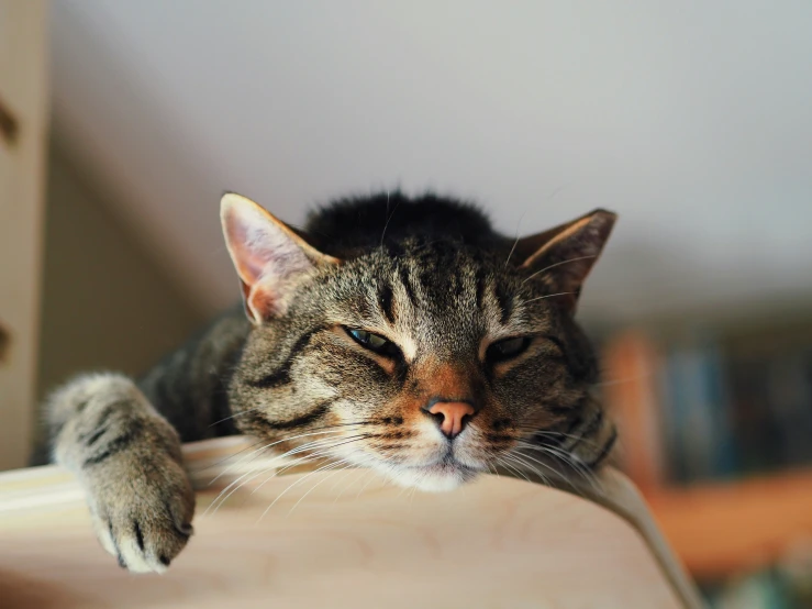 a gray striped cat laying on top of a table