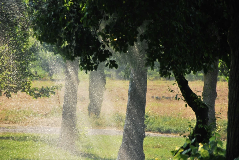 spray from trees pouring down onto grass with a road in the background