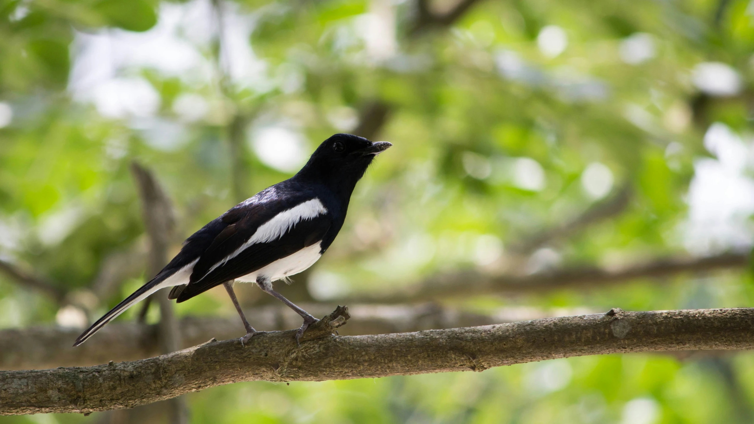 a black and white bird is perched on the nch