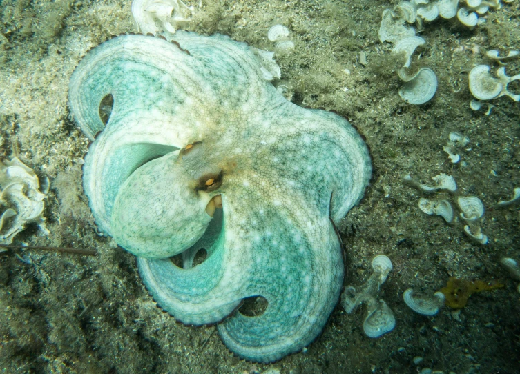 an overhead view of an ocean spongefish laying on the ground