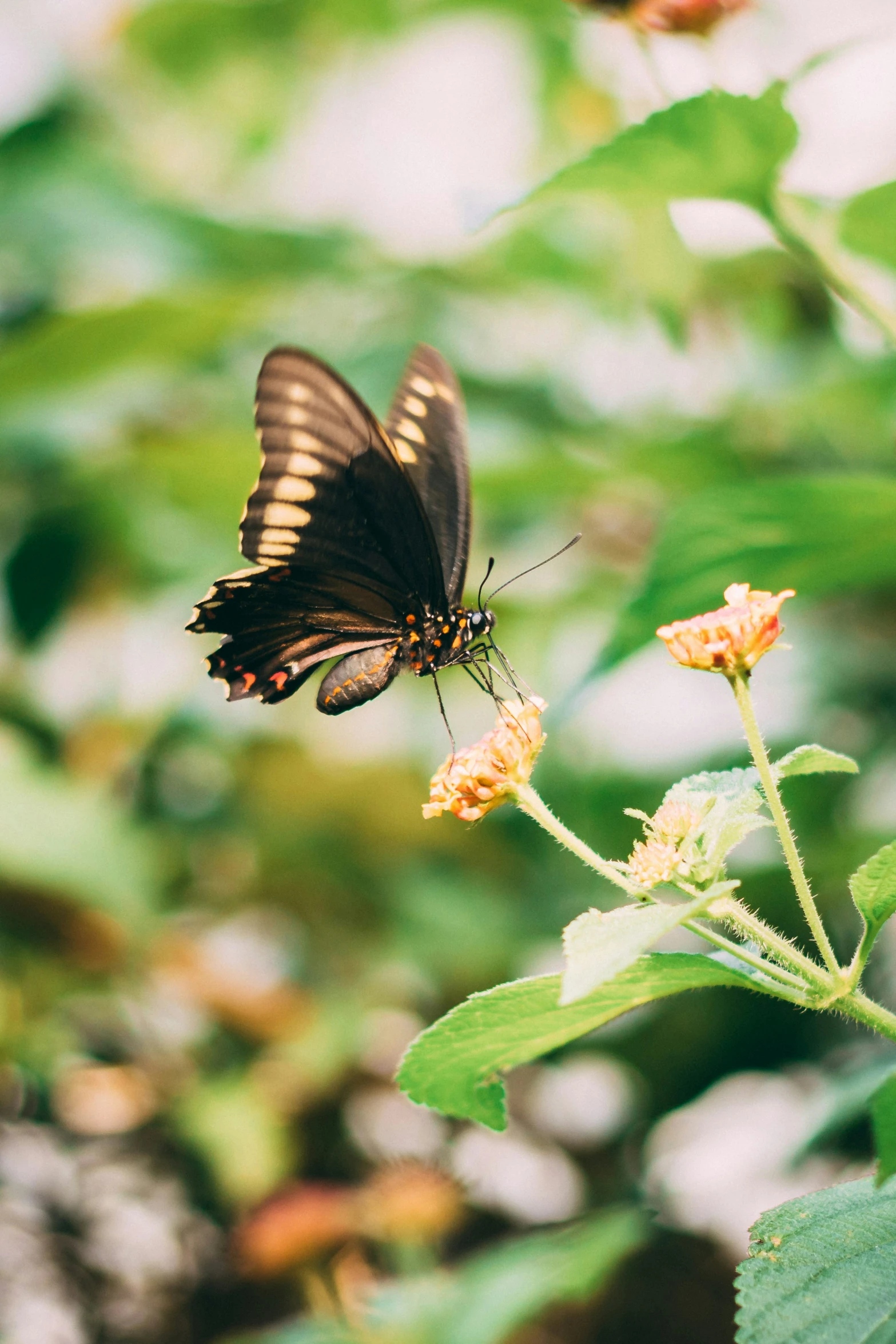 a erfly on top of a flower outside