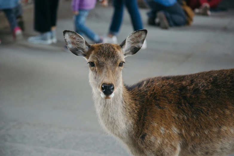 a deer that is standing in the street