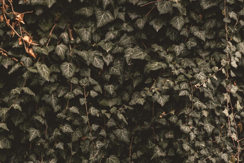 a close up view of many different leaves