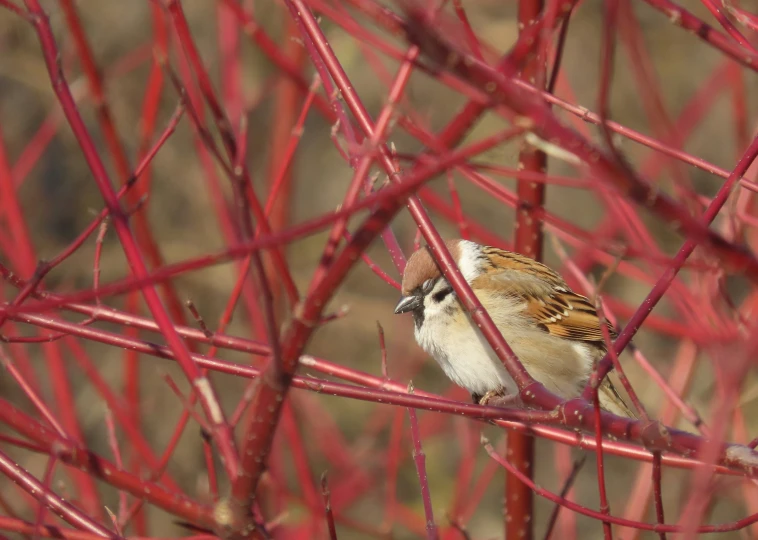 a bird is perched on a thin red bush