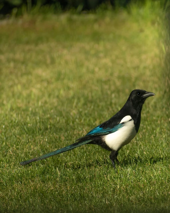 the bird is standing in the grass near the fence