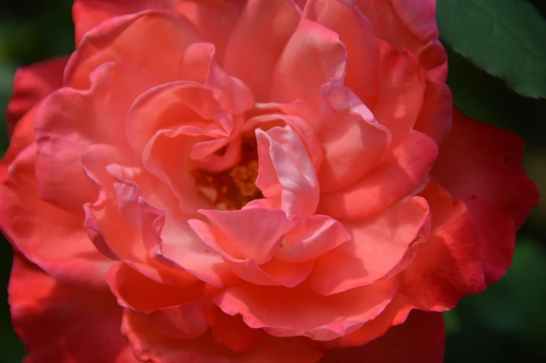 closeup of a red, pink rose