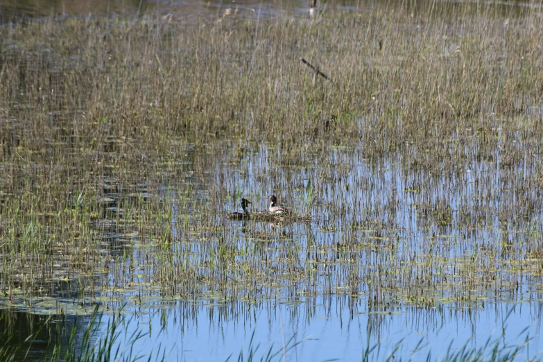 a small bird swims through a pond filled with reed