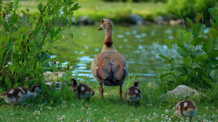 some brown and white birds near a body of water