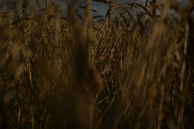 a field of wheat with tall stalks behind it