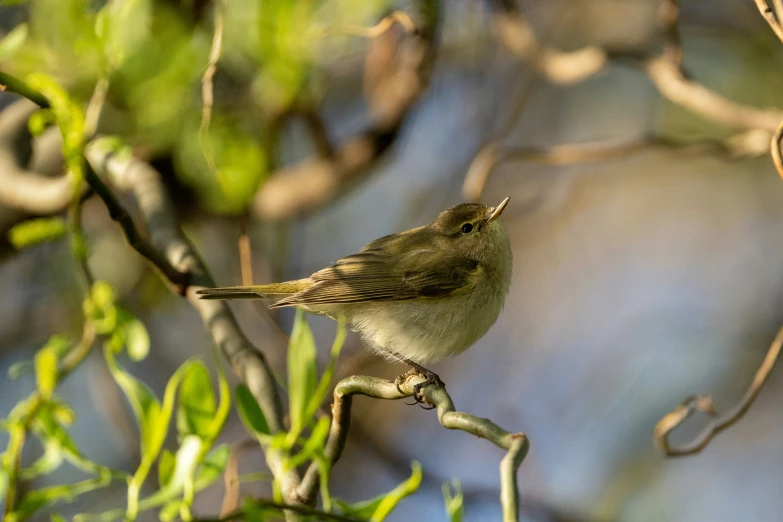 small bird perches on nch in natural setting