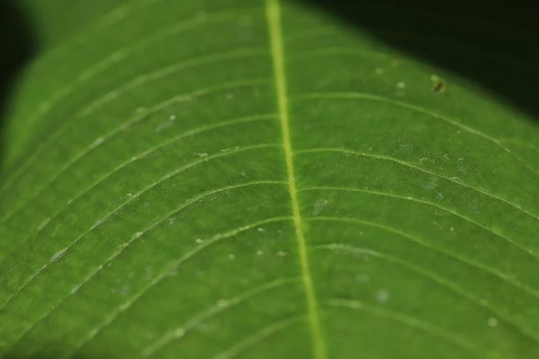 green leaf with small white and black dots on it