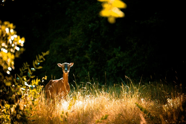 deer in tall grass near trees at night