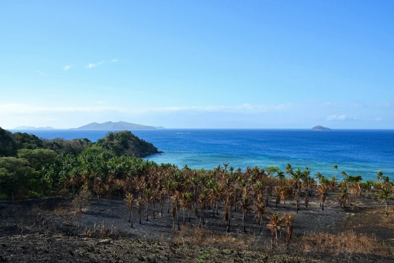 an ocean view with trees in the foreground