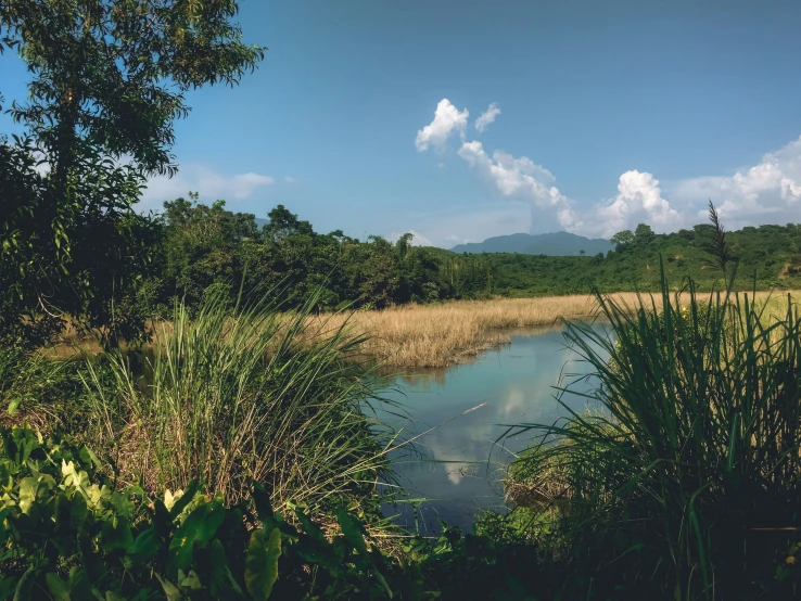 a large body of water sitting next to a lush green forest