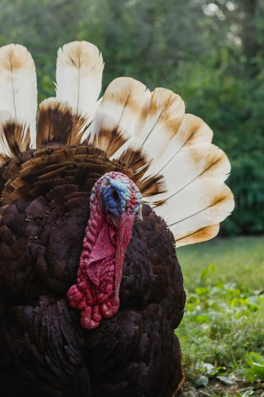 a close up of a turkey in front of some trees