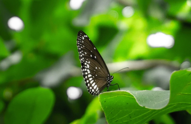 a black and white erfly sitting on a leaf