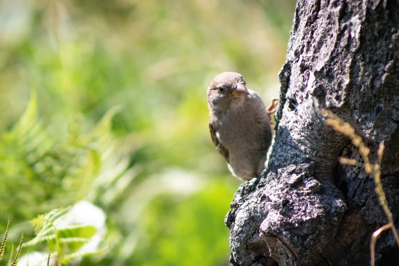 a small bird on the nch of a tree