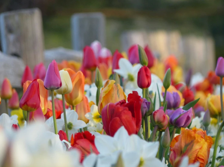 a lot of flowers that are in the grass